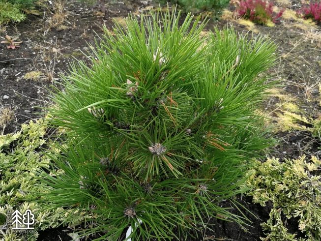 Pinus nigra   'Nana'